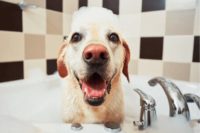 Pet Bathing Service