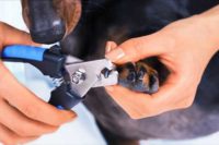 Pet Nail Cutting Service