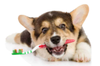 Pet Teeth Brushing Service